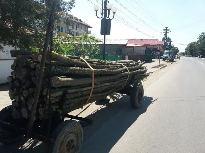 Tânăr din Sândominic prins cu o căruţă de lemne furate
