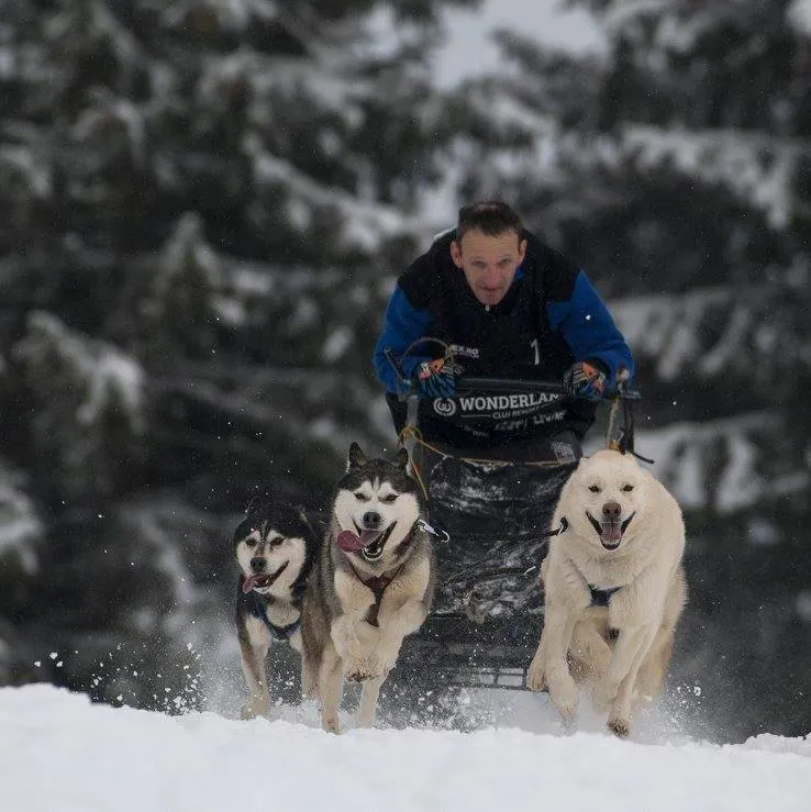 Concurs de atelaje canine la Borsec