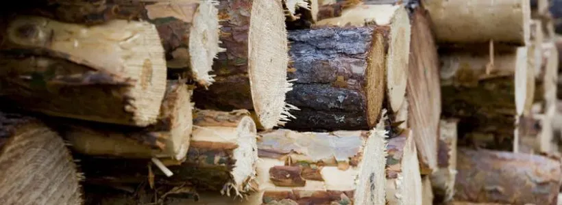 Firmă din Gheorgheni amendată pentru că vindea lemn fără documente