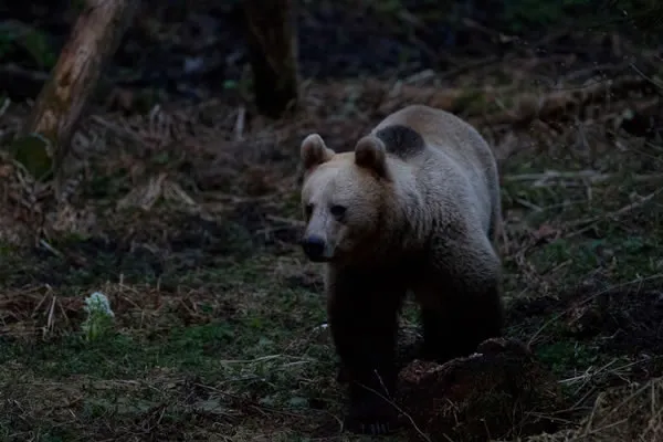 Ursul a venit din nou la Păuleni Ciuc