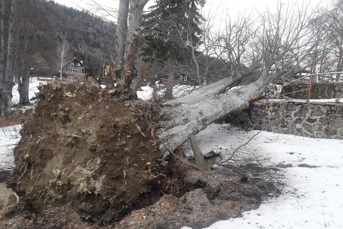 Mai mulți copaci au căzut în zona Lacului Sf. Ana