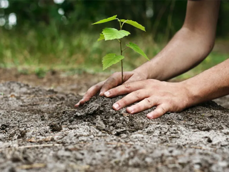 300 de hectare de pădure nouă în acest an, în judeţul Harghita
