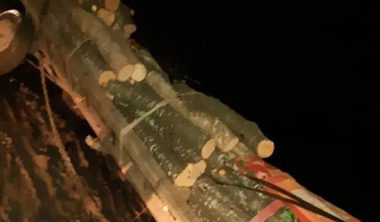 Doi căruţaşi care transportau lemn furat au fost prinşi, la Avrămeşti