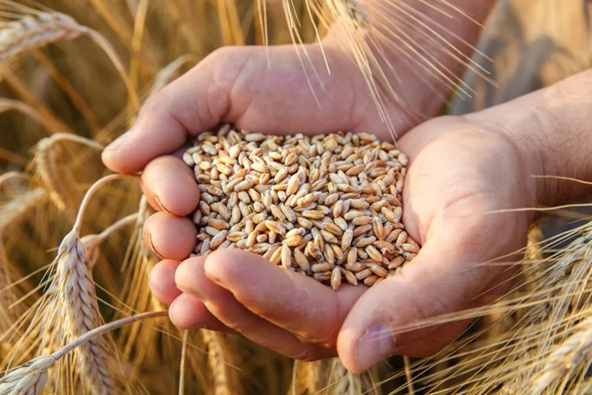 Producţia de grâu din Harghita, în scădere