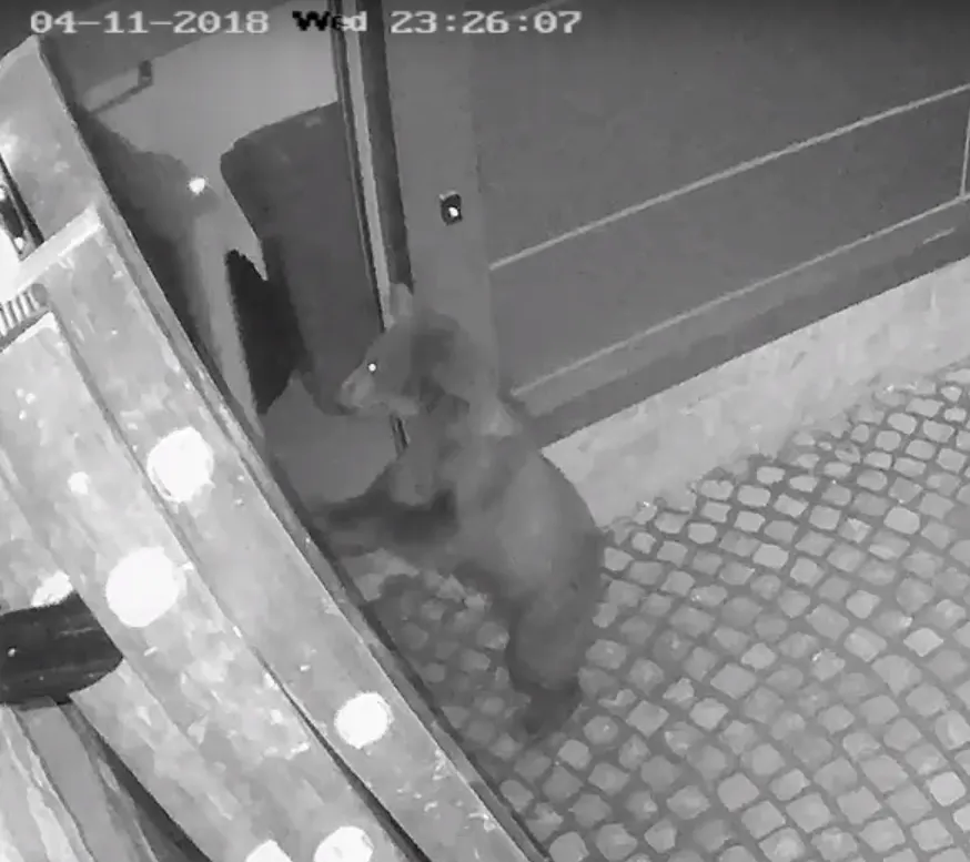 VIDEO Urşii au făcut ravagii la Balvanyos