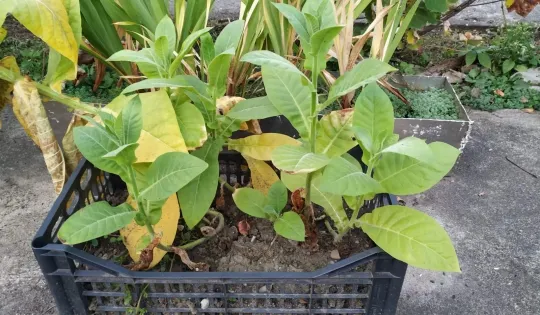 Peste 40 de kilograme de tutun au fost confiscate de polițiștii harghiteni