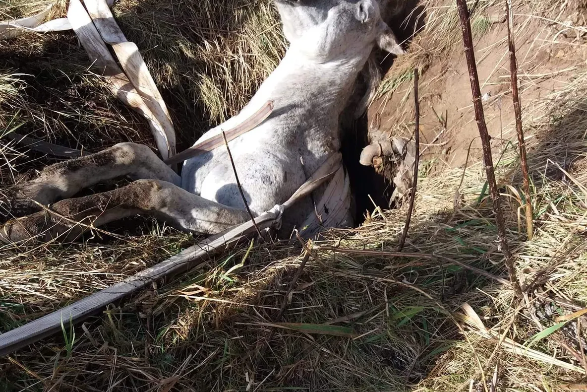 Un cal căzut într-un puț a fost salvat de pompieri, la Toplița