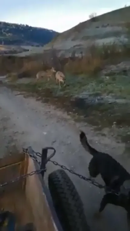 VIDEO O haită de lupi a dat târcoale unei căruțe, la Armășeni