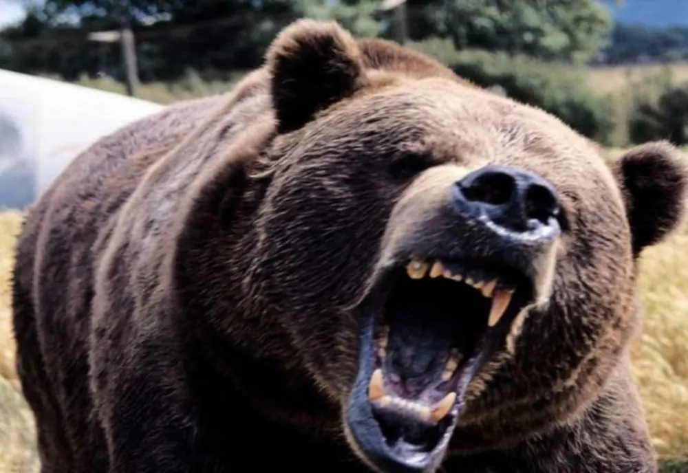 Un bărbat a fost atacat şi rănit grav de un urs, în comuna Săcel din Harghira