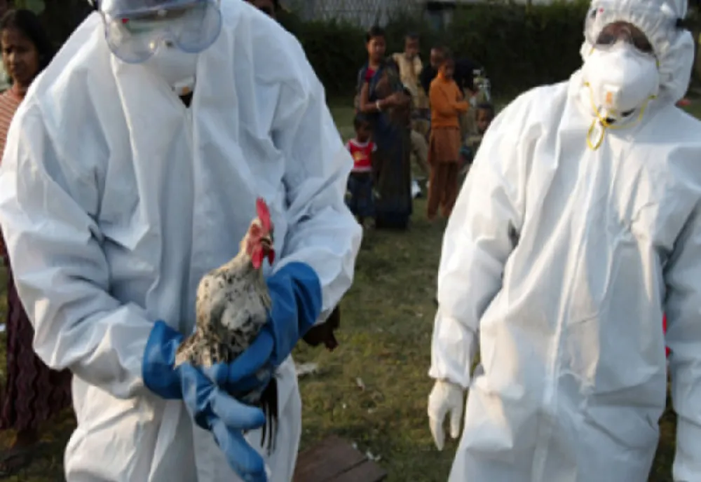 Focar de gripă aviară în Maramureș. Autoritățile sanitar-veterinare dau asigurări că situația este sub control