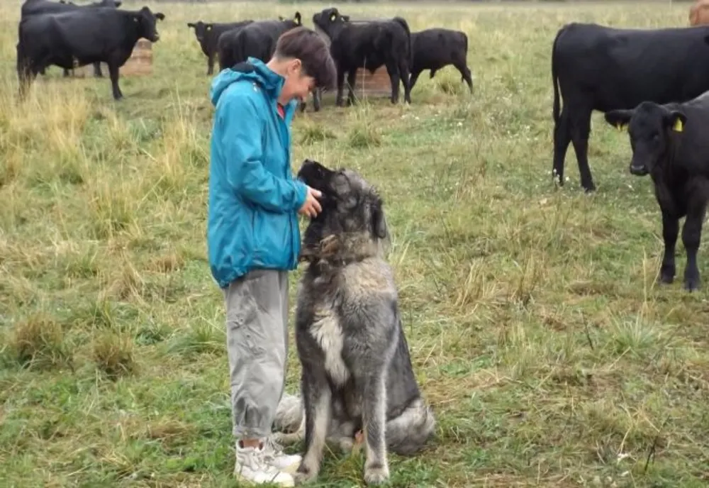 O harghiteancă are la doar 45 de ani un tărâm de vis - o fermă de Angus în Joseni