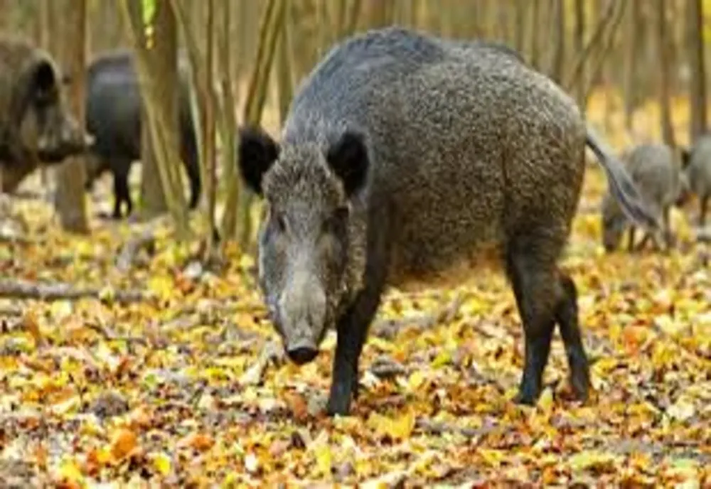 Mistreț cu pestă porcină africană găsit mort în județul Harghita