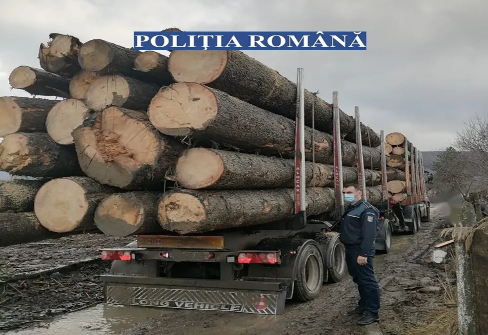 4 transporturi ilicite de material lemnos au fost interceptate de poliţiştii harghiteni
