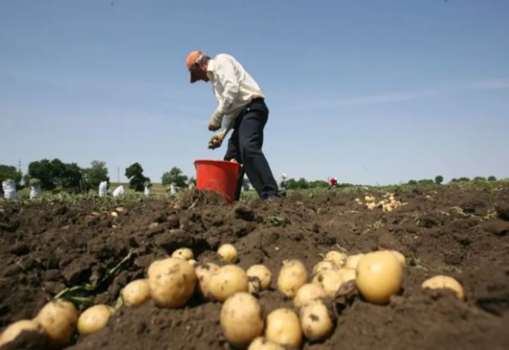 Producția de cartof din județul Harghita, în scădere cu 40%