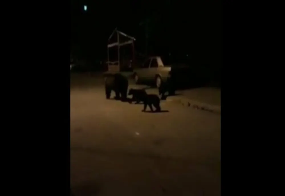 Urşi prezenți, azi-noapte, în două localități din județul Harghita