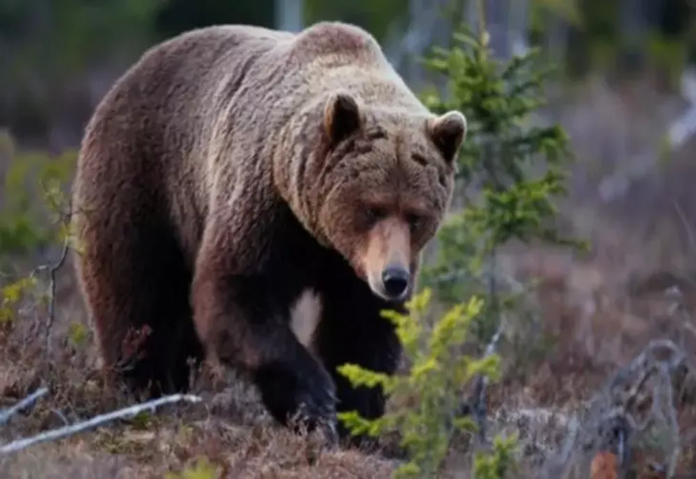 Harghita: 42 de oi au fost omorâte de un urs, în satul Cădaciu Mare