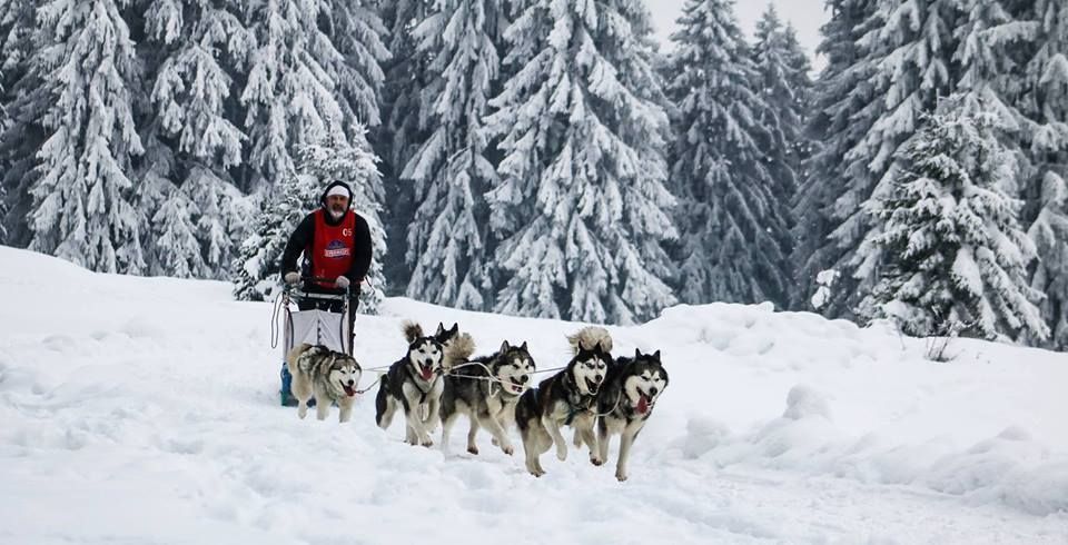 Câinii Husky se întrec la Băile Tuşnad