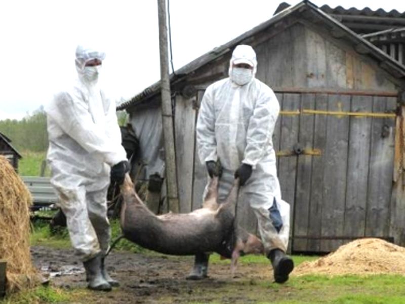 Pestă porcină depistată în apropiere de Harghita