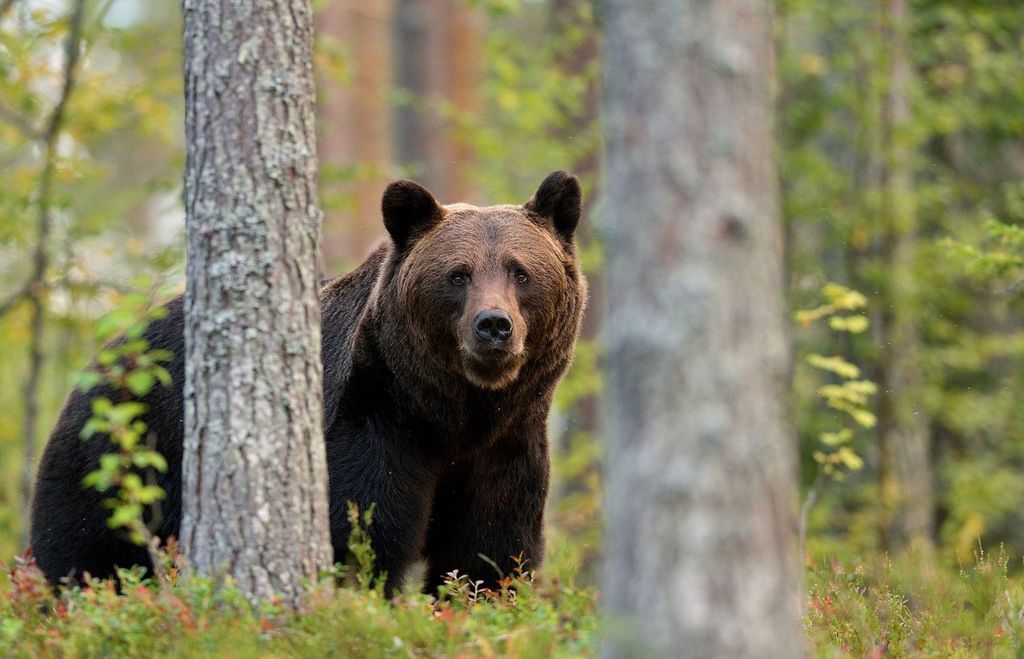 Încă doi urşi au ajuns prin localităţile din Harghita