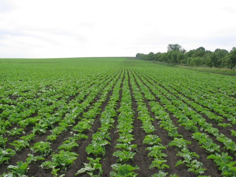 Culturile agricole sunt afectate de deficitul de apă din sol