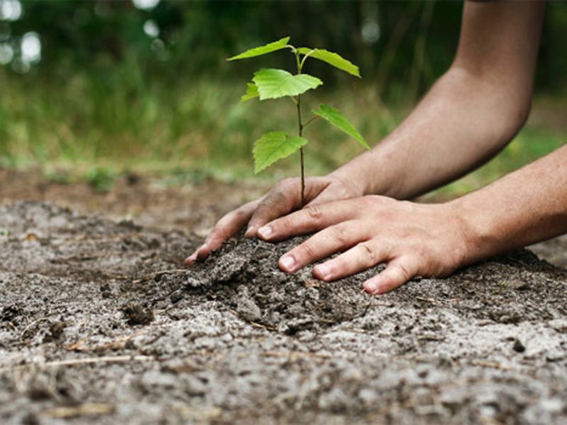 300 de hectare de pădure nouă în acest an, în judeţul Harghita