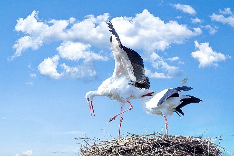 Harghita în topul judeţelor cu cele mai multe cuiburi de berze