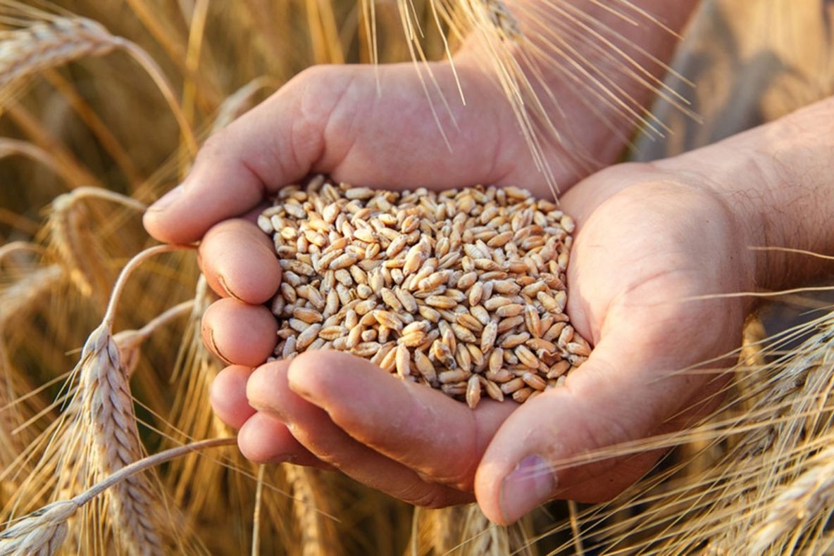 Producţia de grâu din Harghita, în scădere
