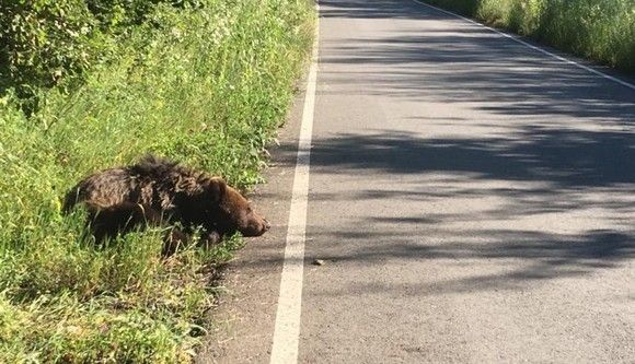 Doi pui de urs loviți de o maşină pe șosea. Unul a murit.