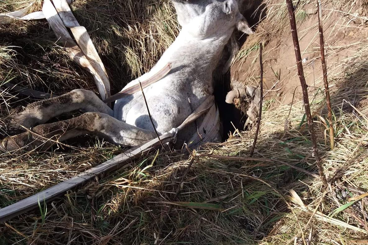Un cal căzut într-un puț a fost salvat de pompieri, la Toplița