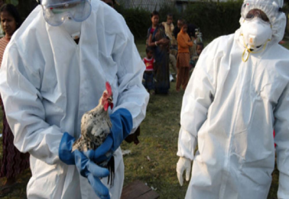 Focar de gripă aviară în Maramureș. Autoritățile sanitar-veterinare dau asigurări că situația este sub control