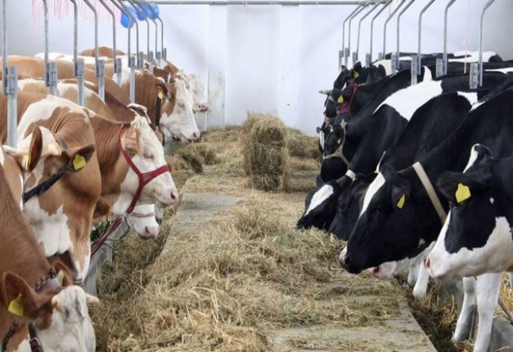 Lactate cu prețuri de coșmar. Românii se uită și merg mai departe. Fermierii își duc animalele la abator