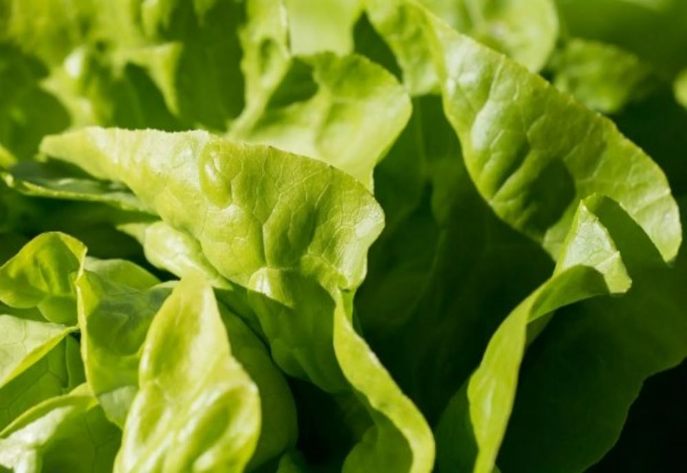 Refuzat de supermarketuri, pe motiv că salata românească se oxidează prea repede. Cum pun marile magazine bețe în roate fermierilor români