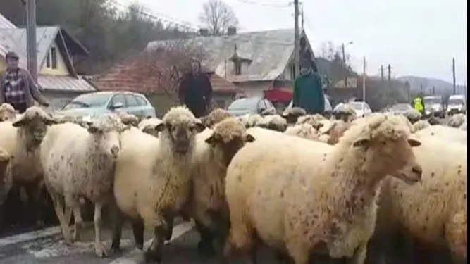 Crescătorii de ovine ies în stradă și avertizează că vaccinarea ar putea distruge exporturile pentru 3-5 ani