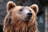 Încă un urs a fost împușcat în Brașov