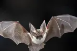 Un copil de 11 ani a murit după ce s-a apropiat de un liliac. Medicii trag semnale de alarmă