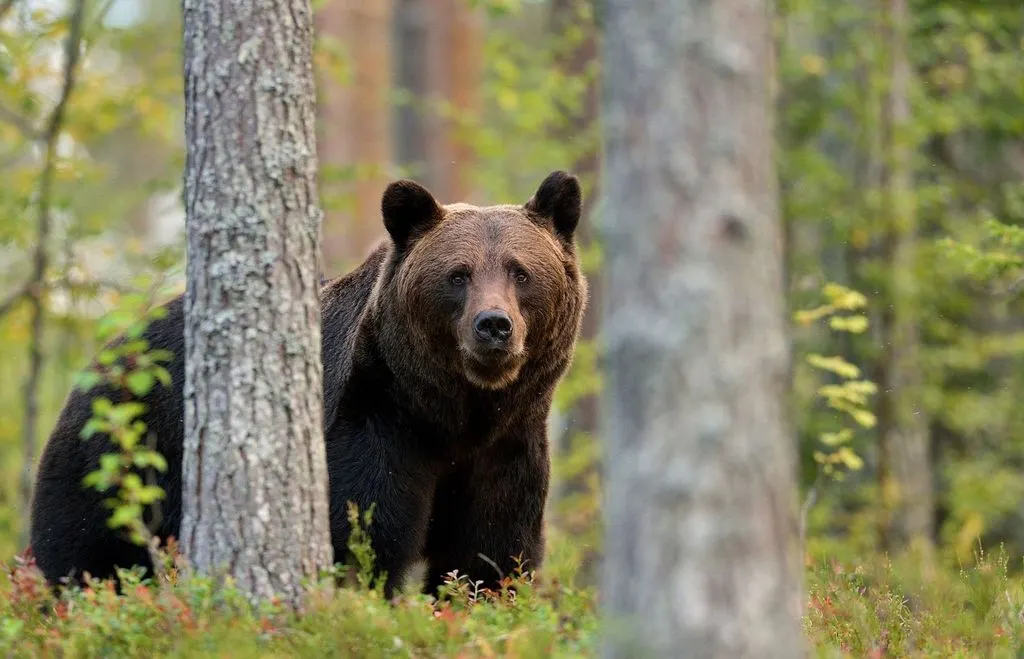 46049864 - brown bear in the forest