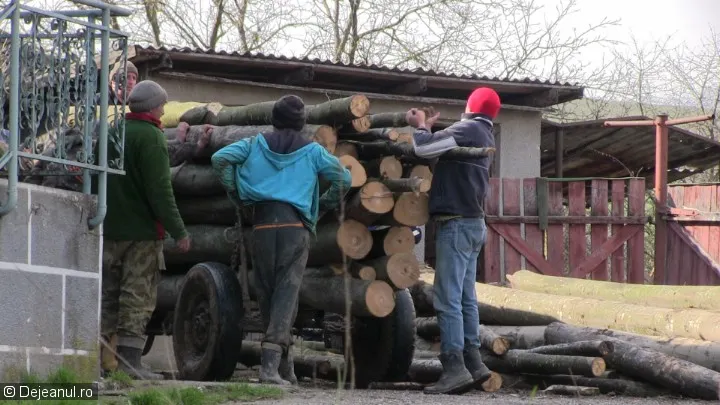 lemn-furat-cuzdrioara-3