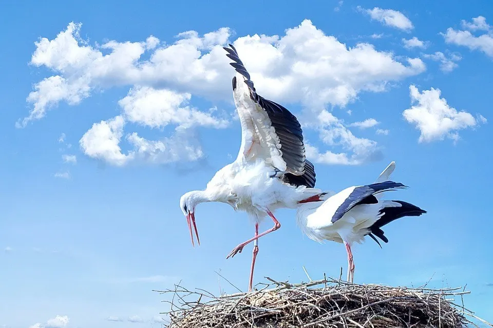 animale-salbatice-pasari-barza-alba