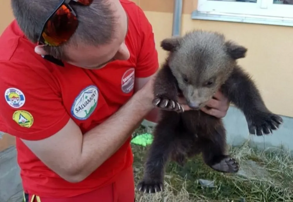 FOTO Pui de urs abandonat găsit de salvamontiști