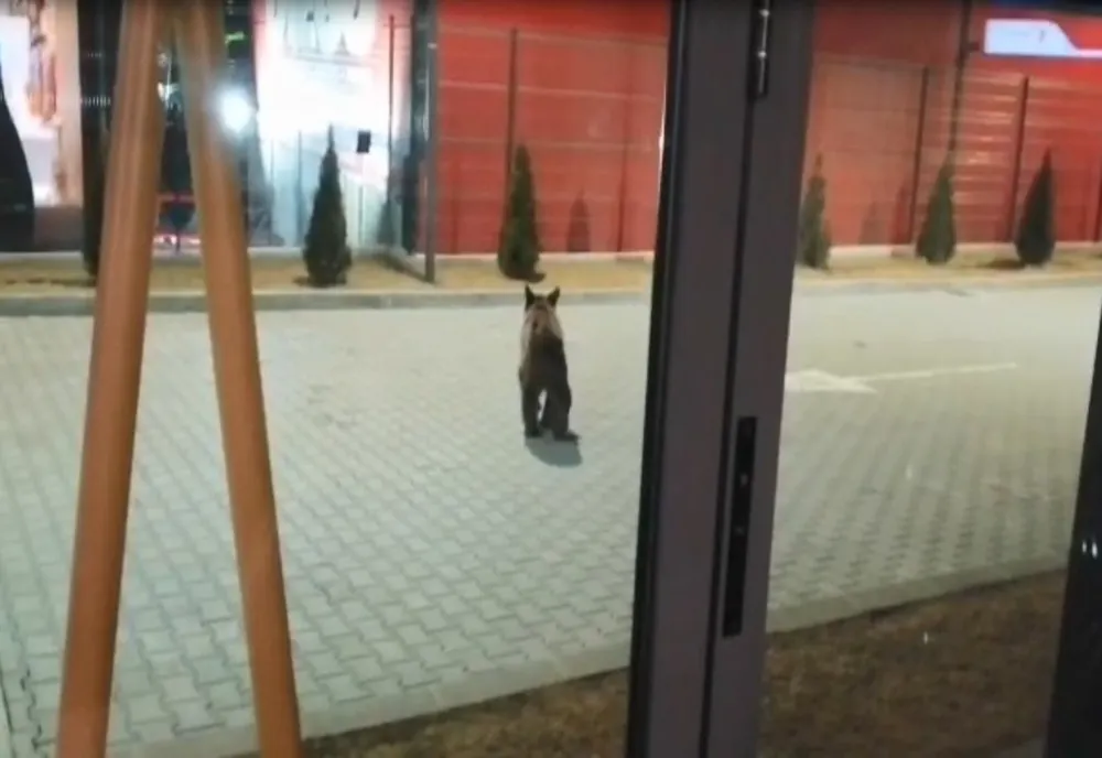 VIDEO Urs "în plimbare" la Gheorgheni