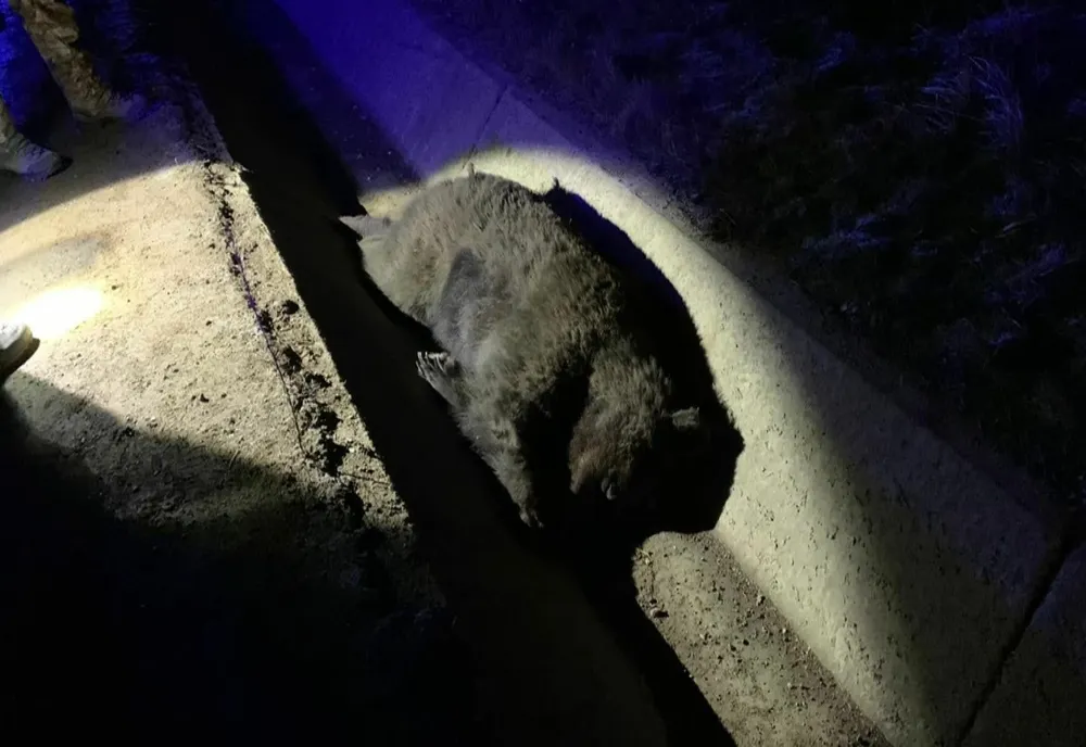 Urs omorât de mașină, la Băile Tușnad