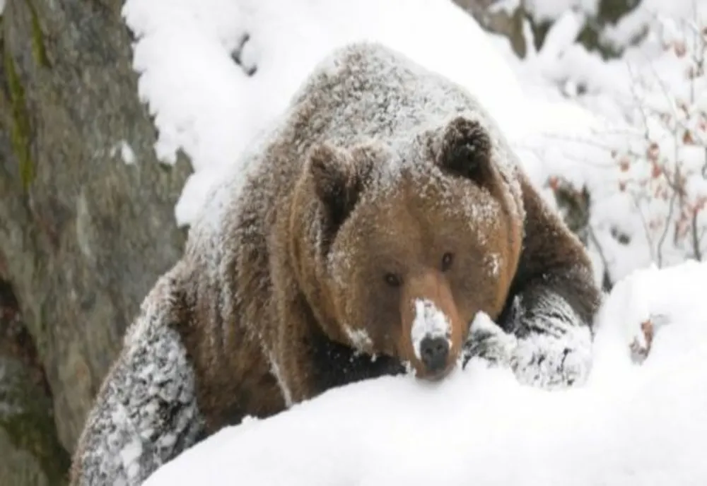 Urs văzut pe un drum forestier din Miercurea Ciuc