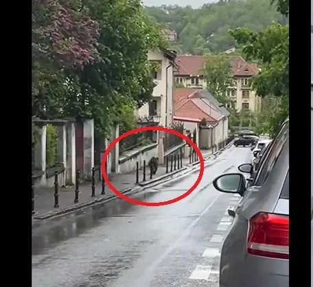 Urs filmat în Brașov/ Captură video