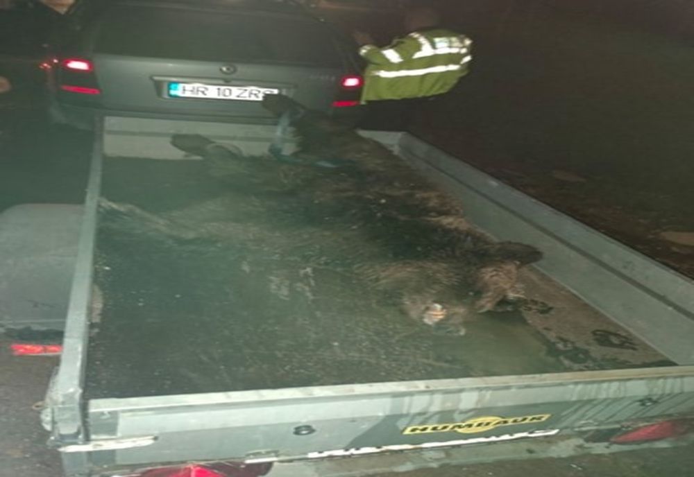 Cadavre de urs găsite de Garda de Mediu Harghita. Într-unul din cazuri există suspiciunea de braconaj