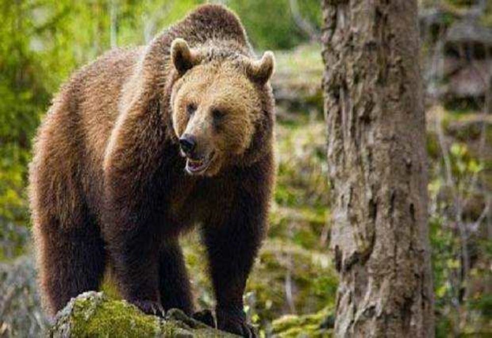 BĂRBAT ATACAT DE UN URS ÎN TIMP CE ERA LA CULES DE CIUPERCI