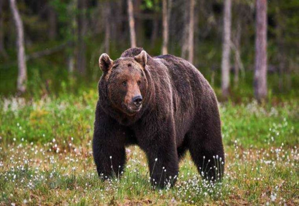 BĂRBAT ATACAT DE URS LA CETĂŢUIA; ACESTA ARE RUPTURĂ DE MANDIBULĂ ŞI PLĂGI MUŞCATE
