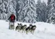 Câinii Husky se întrec la Băile Tuşnad