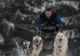 Concurs de atelaje canine la Borsec