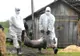 Pestă porcină depistată în apropiere de Harghita