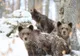 Iubitorii de animale au început să scrie la Ministerul Mediului pentru a nu autoriza împuşcarea ursoaicei care a omorât un om